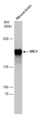 Mouse tissue (50 ug) was separated by 5% SDS-PAGE,and the membrane was blotted with SRC1 antibody [1135] (GTX70250) diluted at 1:2000.