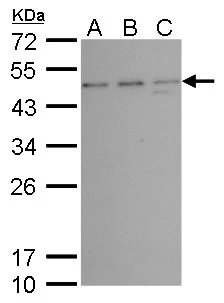 Various tissue extracts (50 ug) were separated by 10% SDS-PAGE,and the membrane was blotted with TSG101 antibody [4A10] (GTX70255) diluted at 1:500. The HRP-conjugated anti-mouse IgG antibody (GTX213111-01) was used to detect the primary antibody.