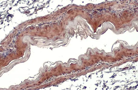 GPX7 antibody [2704] detects GPX7 protein at cytoplasm by immunohistochemical analysis. Sample: Paraffin-embedded mouse stomach. GPX7 stained by GPX7 antibody [2704] (GTX70266) diluted at 1:100. Antigen Retrieval: Citrate buffer, pH 6.0, 15 min