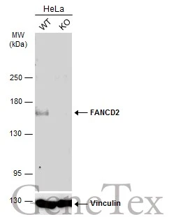 Wild-type (WT) and FANCD2 knockout (KO) HeLa cell extracts (30 μg) were separated by 5% SDS-PAGE, and the membrane was blotted with FANCD2 antibody [103] (GTX70299) diluted at 1:500. The HRP-conjugated anti-mouse IgG antibody (GTX213111-01) was used to detect the primary antibody.