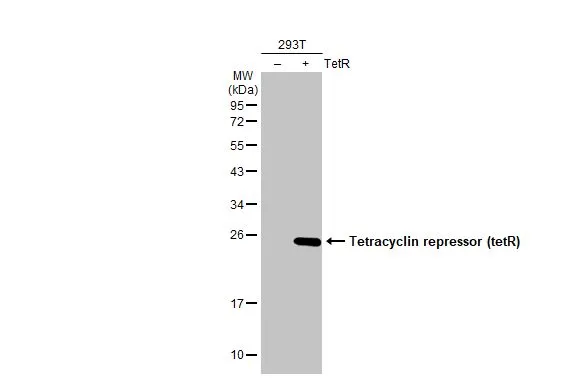 Tet Repressor antibody
