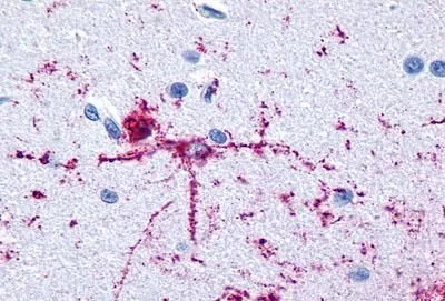 Brain,Neurons and glia