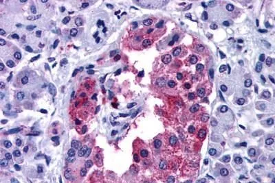IHC-P analysis of human pancreas tissue using GTX71821 GIPR antibody. <br>Antigen retrieval : Heat-induced antigen retrieval