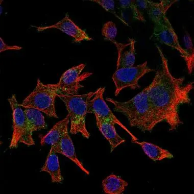 HepG2 cells stained with Rabbit anti Human fractalkine (GTX74237),green; counterstained for tubulin,red and nuclei,blue
