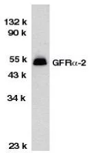 WB analysis of HeLa cell lysate using GTX74268 GDNF Receptor alpha 2 antibody.