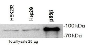WB analysis of recombinant protein/HepG2/HEK293 using GTX74710 PI3K p85 beta antibody [T15].