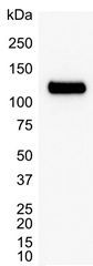 WB analysis of HeLa nuclear extract using GTX75098 PARP antibody [A6.4.12].