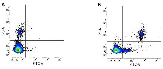 Figure A. RPE conjugated mouse anti human CD19 (GTX75601) and FITC conjugated Mouse IgG2b isotype control (GTX76400).