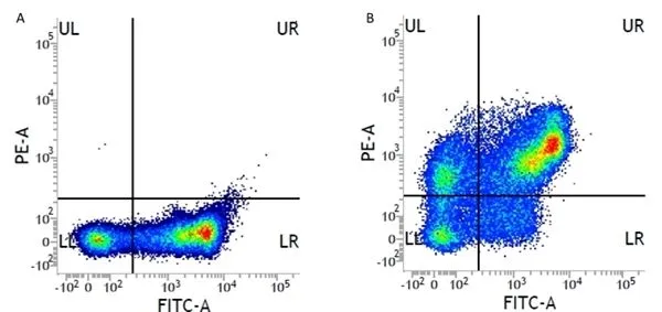 Figure A. FITC conjugated mouse anti human CD11b (GTX76292) and RPE conjugated Mouse IgG1 isotype control (GTX76639).