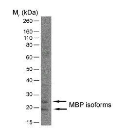 WB analysis of mouse brain tissue lysate using GTX76114 Myelin basic protein antibody [12].