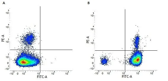 FACS analysis of human peripheral blood granulocytes using GTX76237 CD18 antibody [YFC118.3] (FITC).