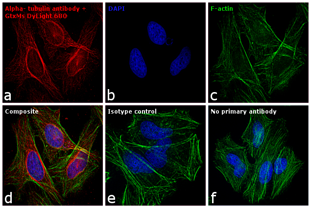ICC/IF analysis of HeLa cells using alpha Tubulin Antibody and labeled with GTX76788 Mouse IgG antibody (DyLight680). Red : Primary antibody labeled with GTX76788