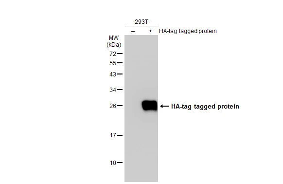 Non-transfected (�) and transfected (+) 293T whole cell extracts (30 ug) were separated by 12% SDS-PAGE,and the membrane was blotted with HA tag antibody (GTX77400) diluted at 1:3000.