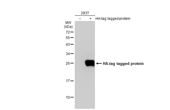 HA tag antibody (HRP)