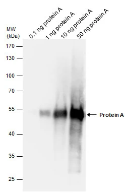An ELISA plate is coated with 50 uL of a Protein A recombinant protein at 10 ug/mL. The coated protein is detected with HRP-conjugated anti-Protein A antibody (GTX77595) at concentration ranged from 0.49 to 500 ng/mL.