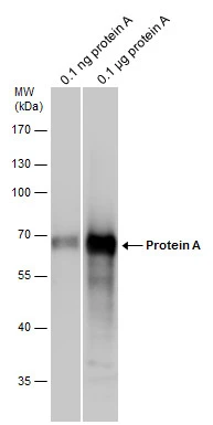 Protein A antibody detects Protein A protein by western blot analysis.