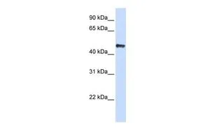 WB analysis of 293T cells using GTX77784 CSDA antibody at 1.0μg/ml.
