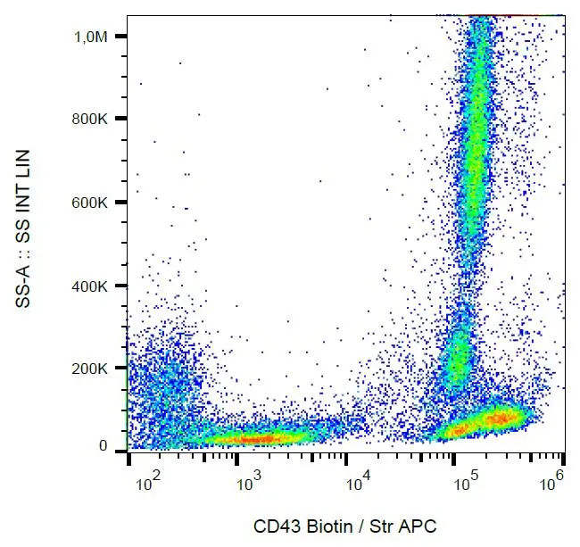 Immunohistochemistry staining of human spleen (paraffin sections) using anti-CD43 (GTX29088).