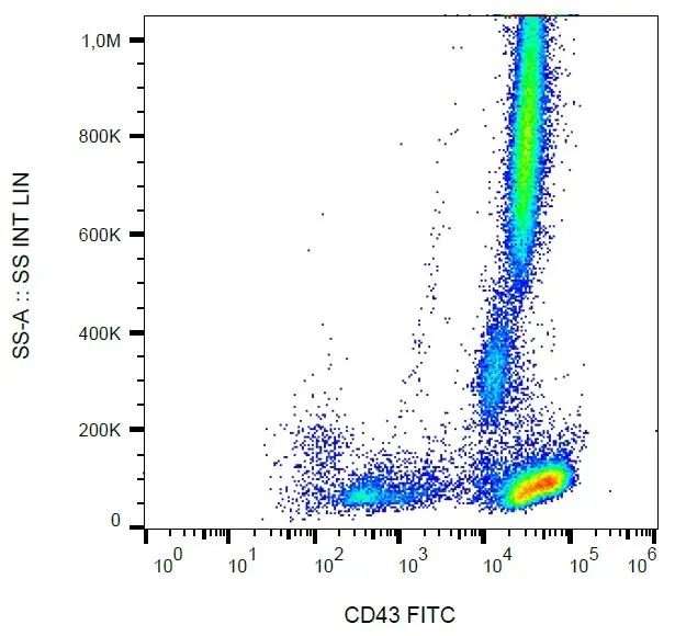 Western Blotting analysis (non-reducing conditions) of isolated peripheral blood lymphocytes of various species using anti-human CD43 (MEM-59) (GTX29088). Lane 1: lysate of human PBL Lane 2: lysate of canine PBL Lane 3: lysate of porcine PBL