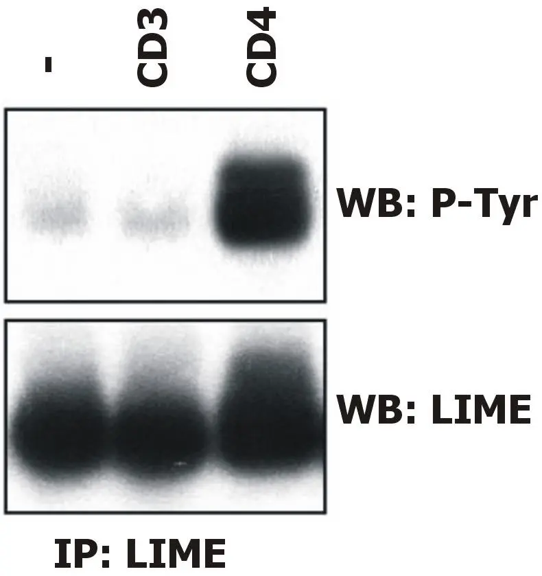 LIME antibody [LIME-06]