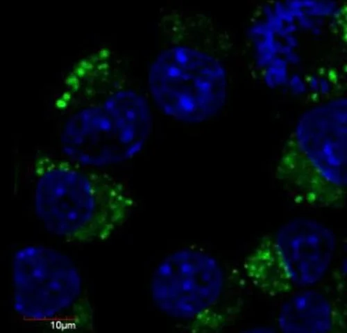 Immunofluorescence staining of Neuro2a mouse neuroblastoma cell line using anti-betaIII-tubulin (GTX78442; green; 3 ug/ml). Nuclei were stained with DAPI (blue).