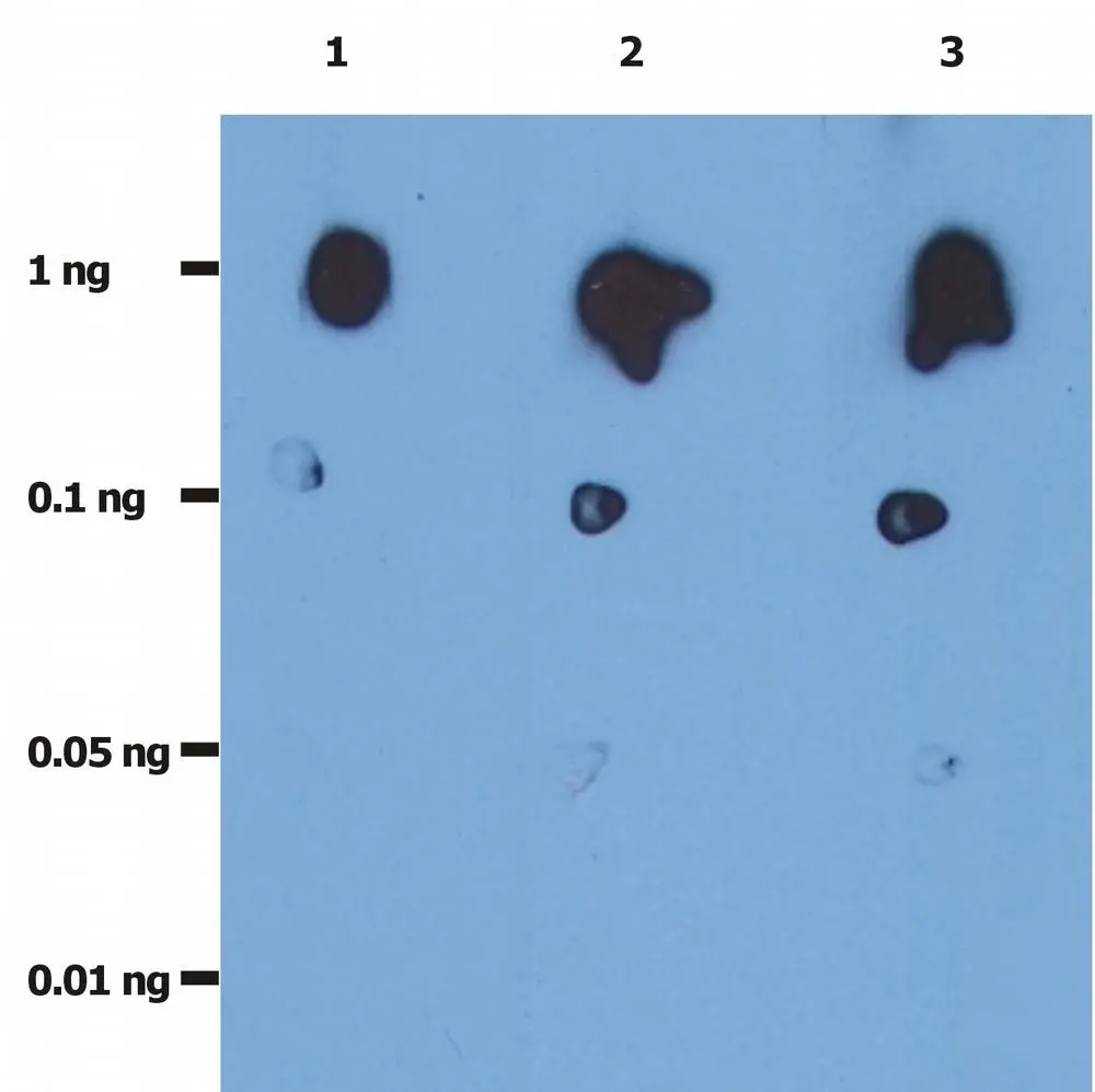 Dot Blot analysis of recombinant HIV protease. The total amount of recombinant HIV-protease spotted on the nitrocellulose membrane are indicated in left column.