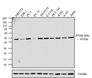 WB analysis of 25 ug of NIH-3T3 (Lane 1),PC12 (Lane 2),and K562 (Lane 3) cell lysates using GTX79186 PPAR delta antibody. Dilution : 1:2000 (NIH-3T3 and K562) and 1:1000 (PC12)
