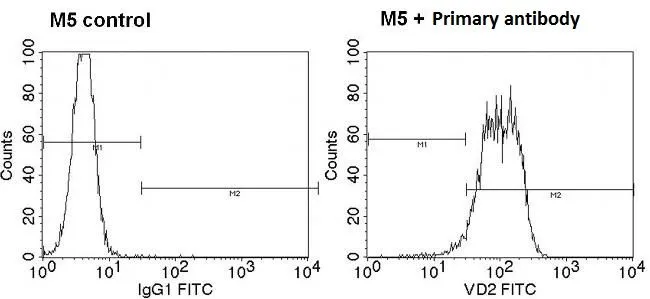 WB analysis of 25 ug of Jurkat (lane 1) and CEM (lane 2) cell lysates using GTX79231 TCR V delta 2 antibody [15D]. Dilution : 1:10