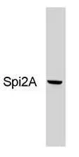 WB analysis of NIH3T3 cells using GTX79365 Spi2A antibody [MoFo 29.2].