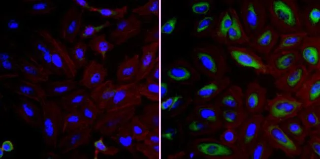 ICC/IF analysis of HeLa cells using GTX79366 FKBP4 antibody. Cells were probed without (left) or with(right) an antibody.