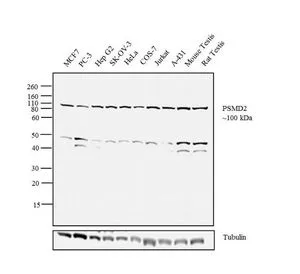 ICC/IF analysis of HepG2 cells using GTX79499 PSMD2 antibody.