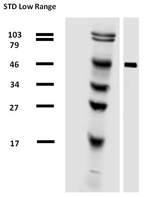 Use of anti-alpha-tubulin antibody TU-01 as a loading control (A) in an Western blotting experiment revealing the staining pattern of various cell lysates by a newly developed monoclonal antibody (B).
