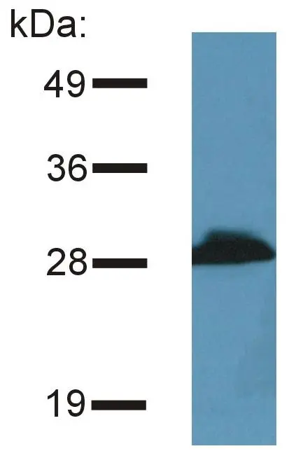 WB analysis of mouse brain tissue lysate using GTX79873 PRR7 antibody [TRAP3/10].