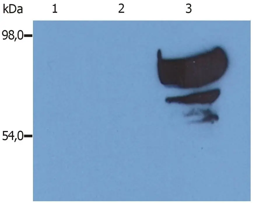 Transferrin antibody [PTF-02]