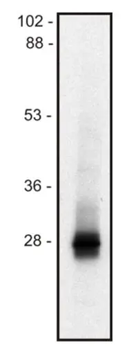WB analysis of mouse thymocyte lysate (1% SDS - non-reduced sample) using GTX79915 LIME antibody [mLIME-05].
