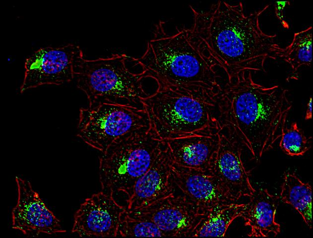 Immunofluorescence staining of CD63 in human HeLa cell line using anti-CD63 (MEM-259; green; GTX28219). Actin cytoskeleton was decorated by phalloidin (red) and cell nuclei stained with DAPI (blue).