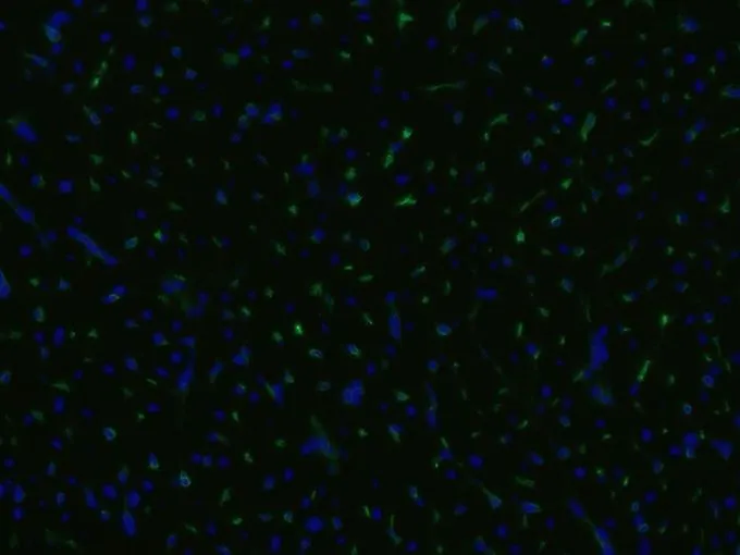 Immunofluorescence staining of an infarcted porcine heart with anti-CD105 (MEM-229; green; GTX79974); cell nuclei stained with DAPI (blue).