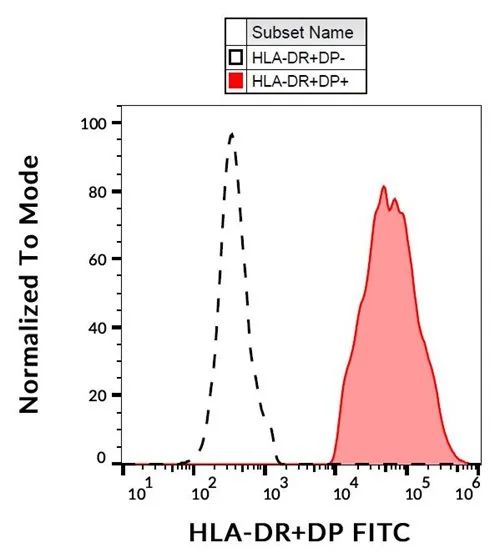 Western Blotting analysis of MHC Class II in whole cell lysate of RAJI human Burkitt lymphoma cell line using anti-human HLA-DR+DP (MEM-136).