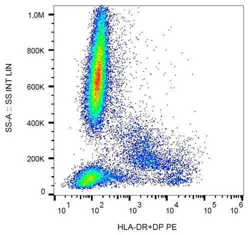Western Blotting analysis of MHC Class II in whole cell lysate of RAJI human Burkitt lymphoma cell line using anti-human HLA-DR+DP (MEM-136).
