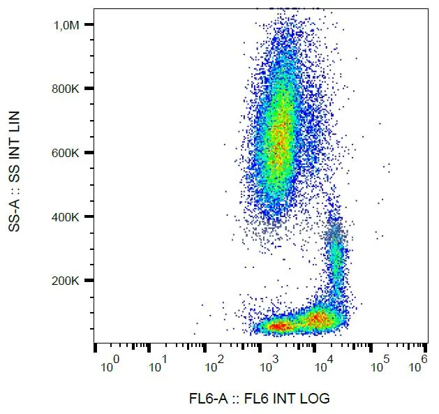 Western Blotting analysis (non-reducing conditions) of isolated peripheral blood lymphocytes of various species using anti-CD29 (MEM-101A). Lane 1: lysate of human PBL. Lane 2: lysate of canine PBL. Lane 3: lysate of porcine PBL