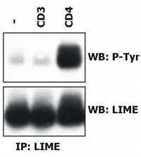 Induction of LIME tyrosine phosphorylation.