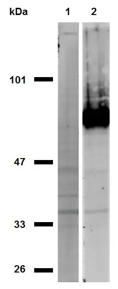 WB analysis of HeLa cells (positive ; lane 2) and MOLT-4 (negative ; lane 1) cell lysates (non-reducing) using GTX80086 CD44 antibody [IM7].