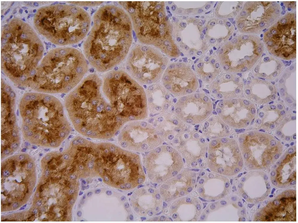 IHC-P analysis of pig kidney tissue using GTX80151 PSMA antibody [GCP-04].