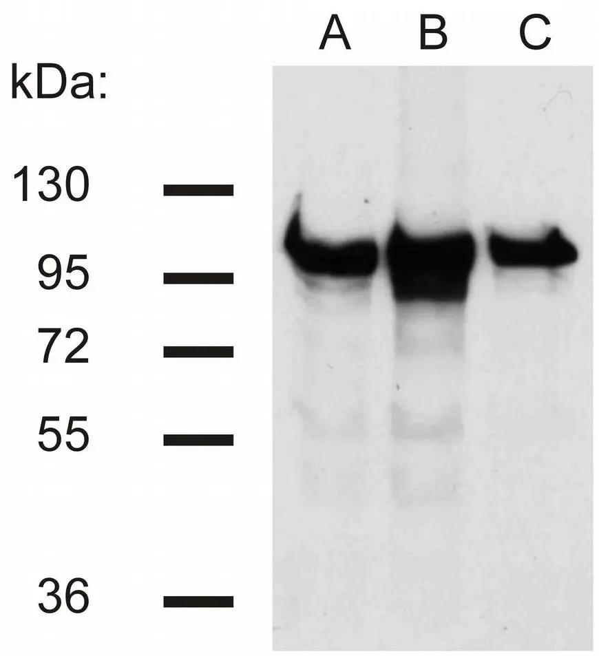 Western blot analysis of beta-catenin in murine 3T3 (A),C57 (B) and KW1 (C) cell lines using EM-22 antibody (GTX80159).