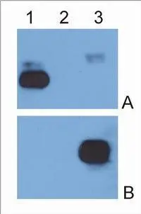 IgG &#954; light chain (1),IgG &#955; light chain (2) and IgG Fc fragment (3) purified from human serum were analysed by Western blotting with MEM-09 antibody against IgG &#954; light chain (A) and EM-07 antibody against IgG Fc fragment (B).