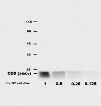 Detection of CD9 in bone marrow-derived mast cell (BMMC) lysates by rat monoclonal EM-04 antibody.?