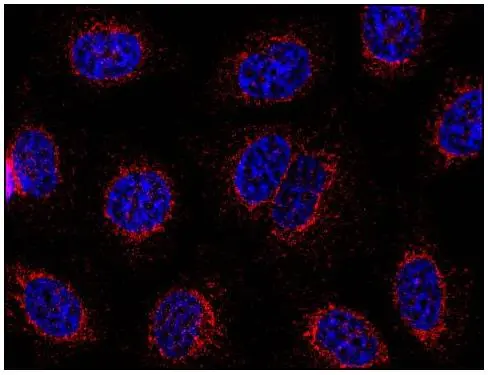 ICC/IF analysis of methanol-aceton fixed HeLa cells using GTX80195 STIM1 antibody [CDN3H4]. Red : Primary antibody Blue : DAPI