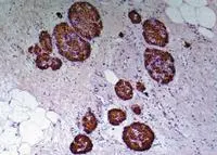 Immunohistochemistry staining of human pancreas (paraffin-embedded sections) with anti-human to C-peptide of Proinsulin (C-PEP-01).