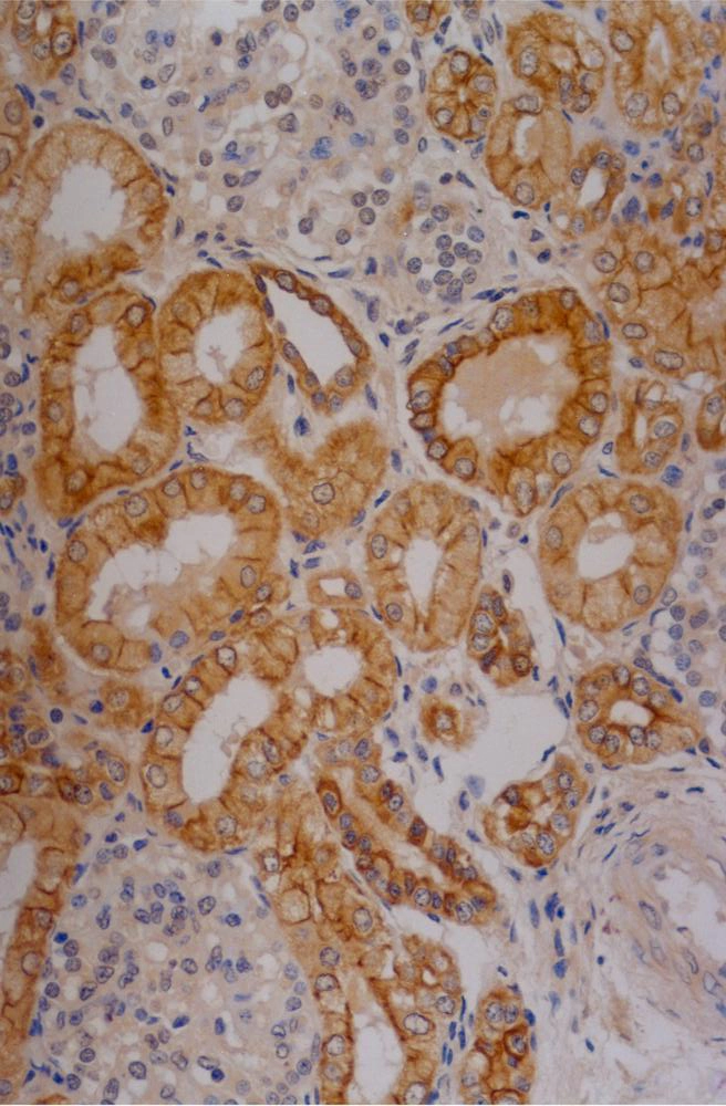 Immunohistochemistry staining of human kidney (paraffin-embedded sections) with anti-Cytokeratin 18 (C-04).
