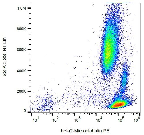 Western Blot analysis (non-reducing conditions) of whole cell lysate of various cell lines using anti-human beta2-microglobulin (B2M-01) (GTX80228).